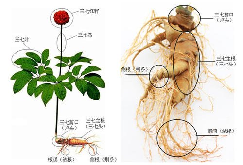 三七的哪个部分药效好?